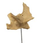 Real Human Partial Skull on Stand – 70 g
