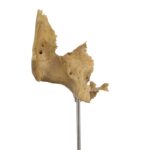 Real Human Partial Skull on Stand – 70 g