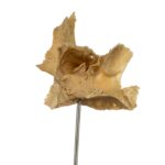 Real Human Partial Skull on Stand – 70 g