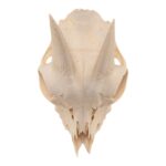 Real Domestic Goat Skull Without Horns – Damaged