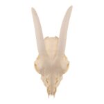 Real Domestic Goat Skull Without Horns – Damaged
