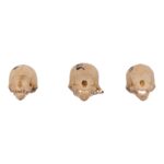 Real Seba’s Short-tailed Bat Skull – Single (Multiple Variants)