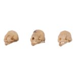 Real Seba’s Short-tailed Bat Skull – Single (Multiple Variants)