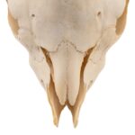 Real Domestic Goat Skull Without Horns – Damaged
