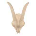 Real Domestic Goat Skull Without Horns – Damaged