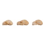Real Seba’s Short-tailed Bat Skull – Single (Multiple Variants)