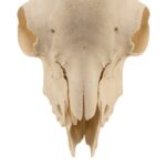 Real Domestic Goat Skull Without Horns – Damaged