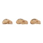 Real Seba’s Short-tailed Bat Skull – Single (Multiple Variants)