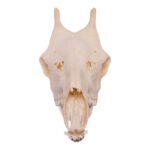 Real Southern Giraffe Skull