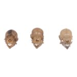 Real Seba’s Short-tailed Bat Skull – Single (Multiple Variants)
