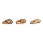 Real Seba’s Short-tailed Bat Skull – Single (Multiple Variants)