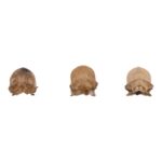 Real Seba’s Short-tailed Bat Skull – Single (Multiple Variants)