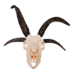 Real Four-horned Jacob Sheep Skull – 20.3884 oz