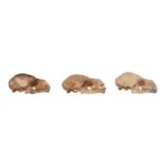 Real Seba’s Short-tailed Bat Skull – Single (Multiple Variants)