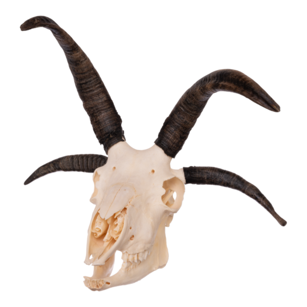 Real Four-horned Jacob Sheep Skull – 20.3884 oz