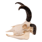 Real Four-horned Jacob Sheep Skull – 20.3884 oz