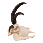 Real Four-horned Jacob Sheep Skull – 20.3884 oz