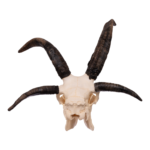 Real Four-horned Jacob Sheep Skull – 20.3884 oz