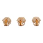 Real Meadow Vole Skull – Single (Multiple Types)