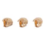 Real Meadow Vole Skull – Single (Multiple Types)