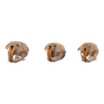 Real Meadow Vole Skull – Single (Multiple Types)