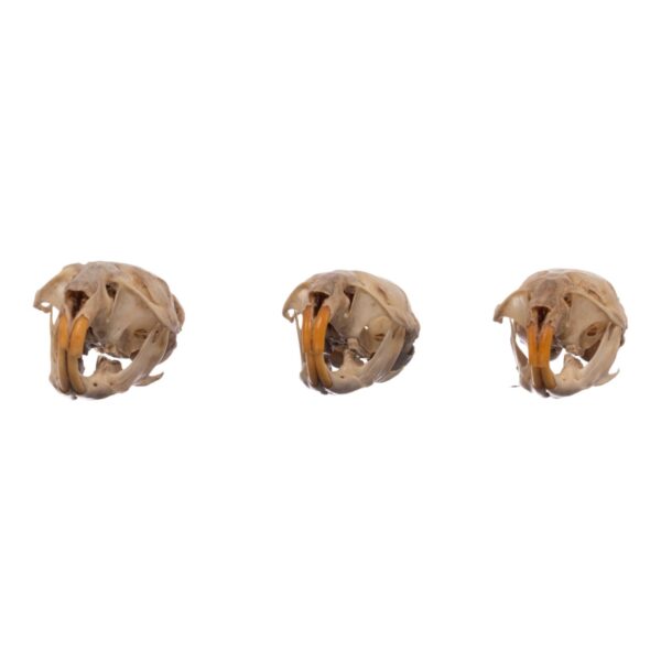 Real Meadow Vole Skull – Single (Multiple Types)