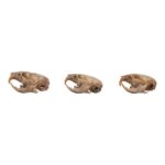 Real Meadow Vole Skull – Single (Multiple Types)