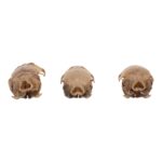Real Meadow Vole Skull – Single (Multiple Types)