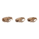 Real Meadow Vole Skull – Single (Multiple Types)