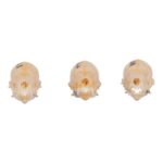 Real Seba’s Short-tailed Bat Skull – Single (Multiple Variants)