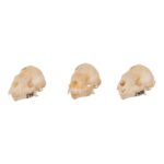 Real Seba’s Short-tailed Bat Skull – Single (Multiple Variants)