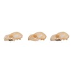 Real Seba’s Short-tailed Bat Skull – Single (Multiple Variants)