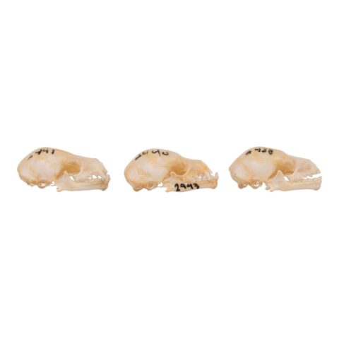 Real Seba's Short-tailed Bat Skull - Single (Multiple Variants)