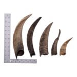 Real Domestic Goat Horn – Single