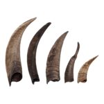 Real Domestic Goat Horn – Single