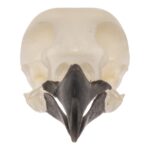 Real Eurasian Magpie Skull