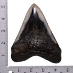 Real Megalodon Tooth – 11.9931 oz