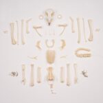 Real European Buzzard Skeleton – Disarticulated