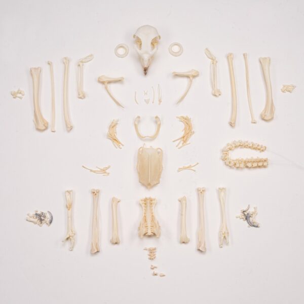 Real European Buzzard Skeleton – Disarticulated