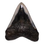 Real Megalodon Tooth – 11.9931 oz