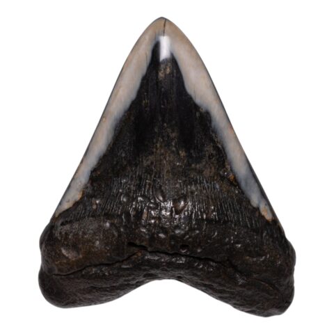 Real Megalodon Tooth - 11.9931 oz