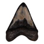 Real Megalodon Tooth – 11.9931 oz