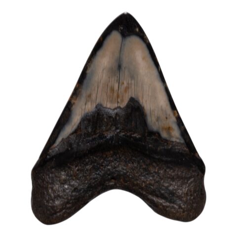 Real Megalodon Tooth - 11.9931 oz