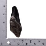Real Megalodon Tooth – Half – 2.8925 oz