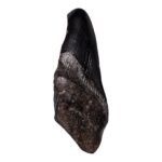 Real Megalodon Tooth – Half – 2.8925 oz
