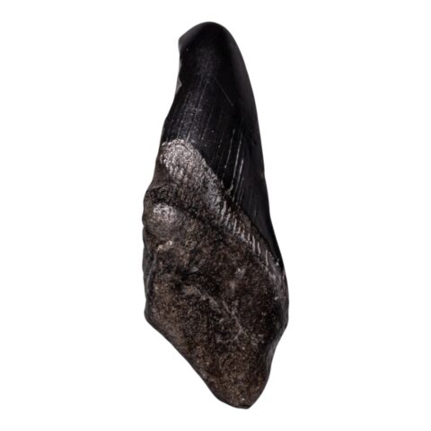 Real Megalodon Tooth - Half - 2.8925 oz