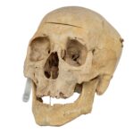 Real Human Skull – 818 g