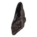 Real Megalodon Tooth – Half – 2.8925 oz