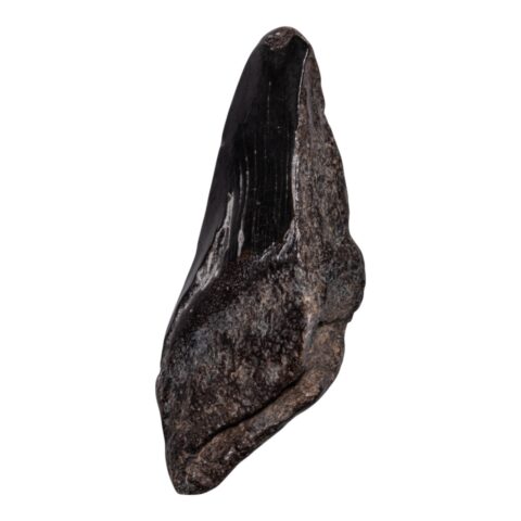 Real Megalodon Tooth - Half - 2.8925 oz