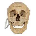 Real Human Skull – 818 g